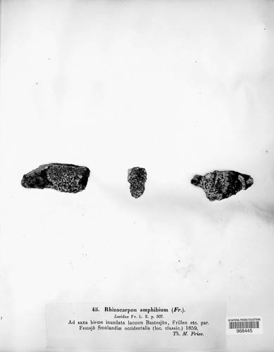 Rhizocarpon amphibium image